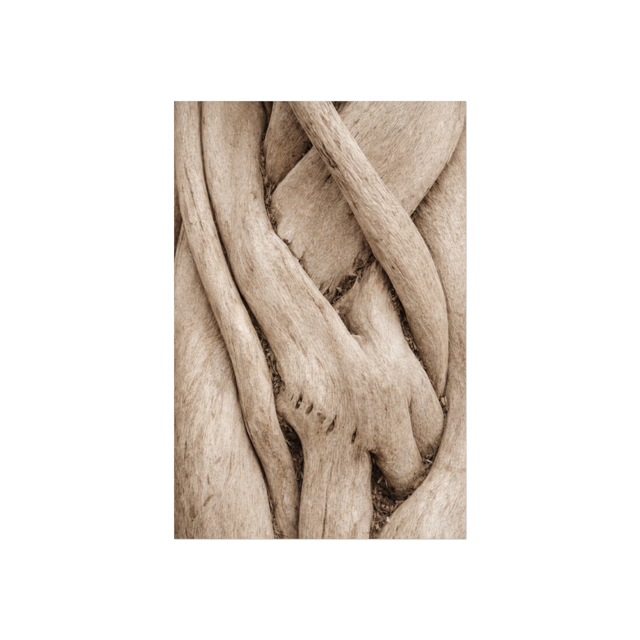 Entwined — Organic Forms Fine Art Print - Image 10