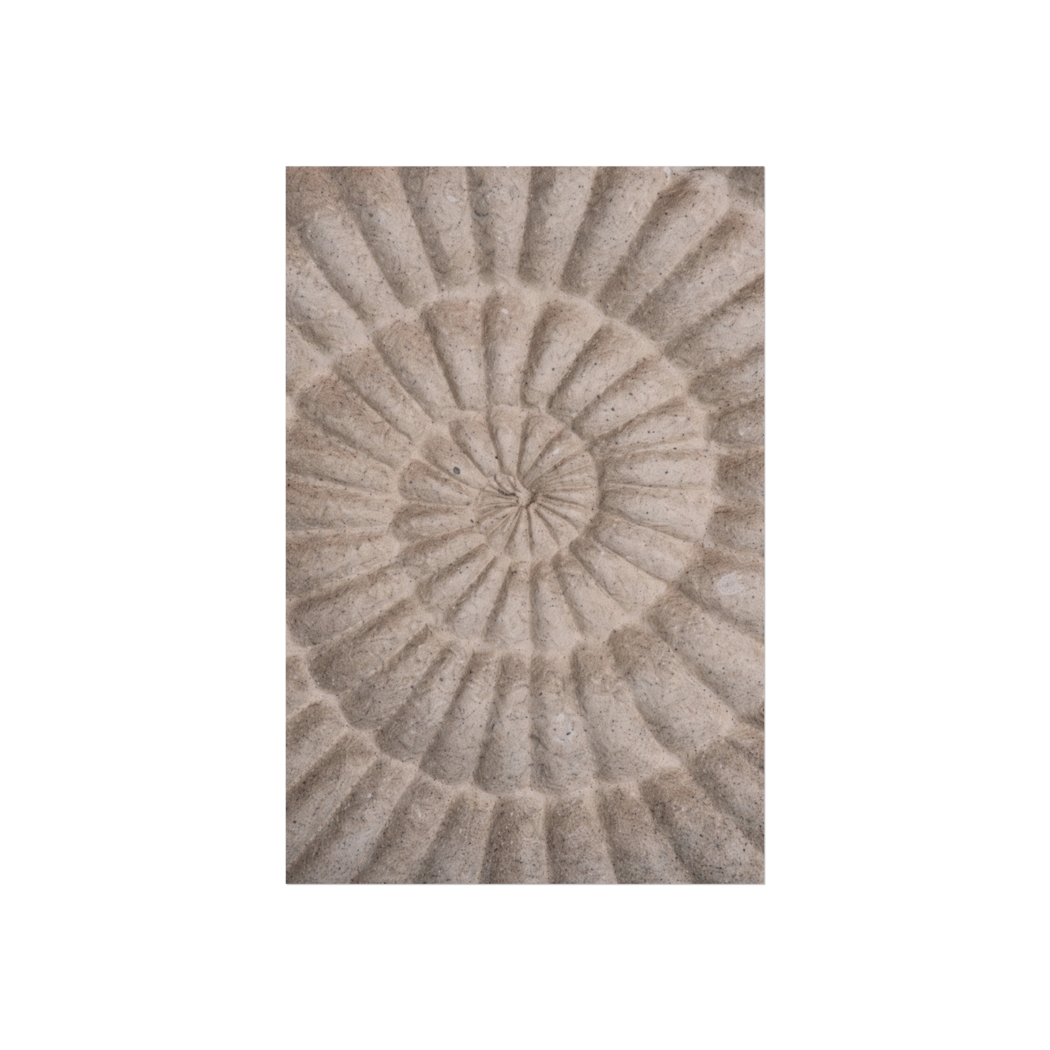 Fibonacci — Nautilus Spiral Fine Art Print - Image 7