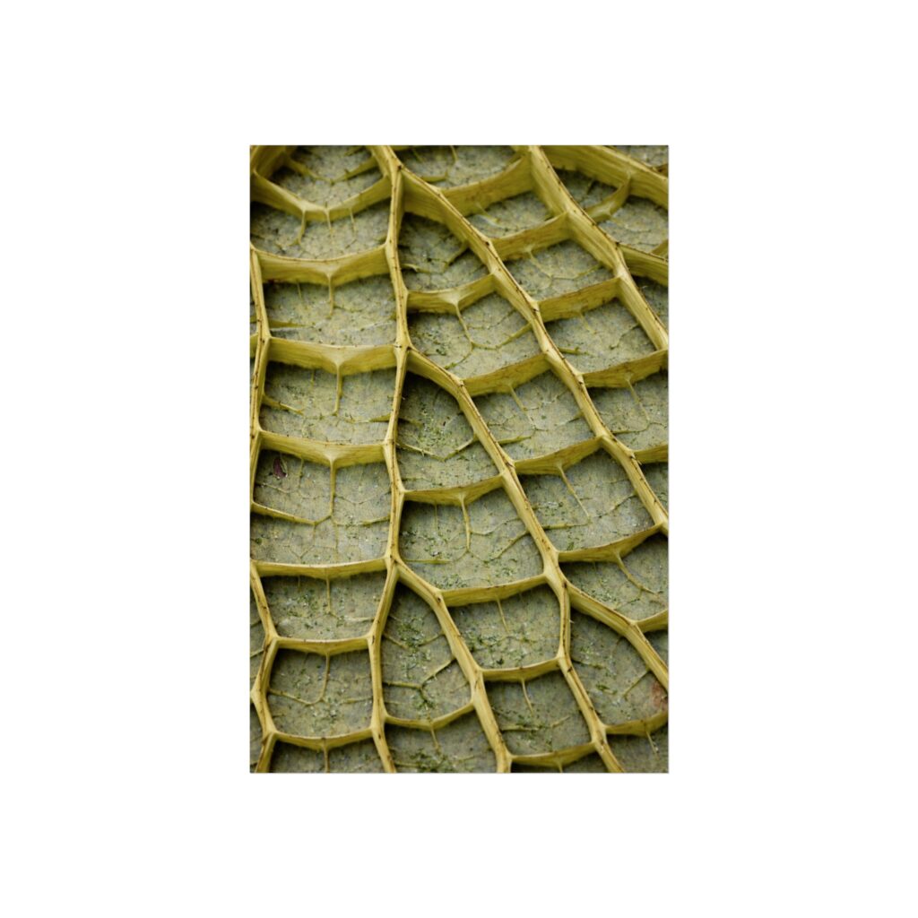 Emerald Lattice — Botanical Macro Fine Art Print