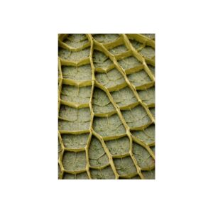 Emerald Lattice — Botanical Macro Fine Art Print