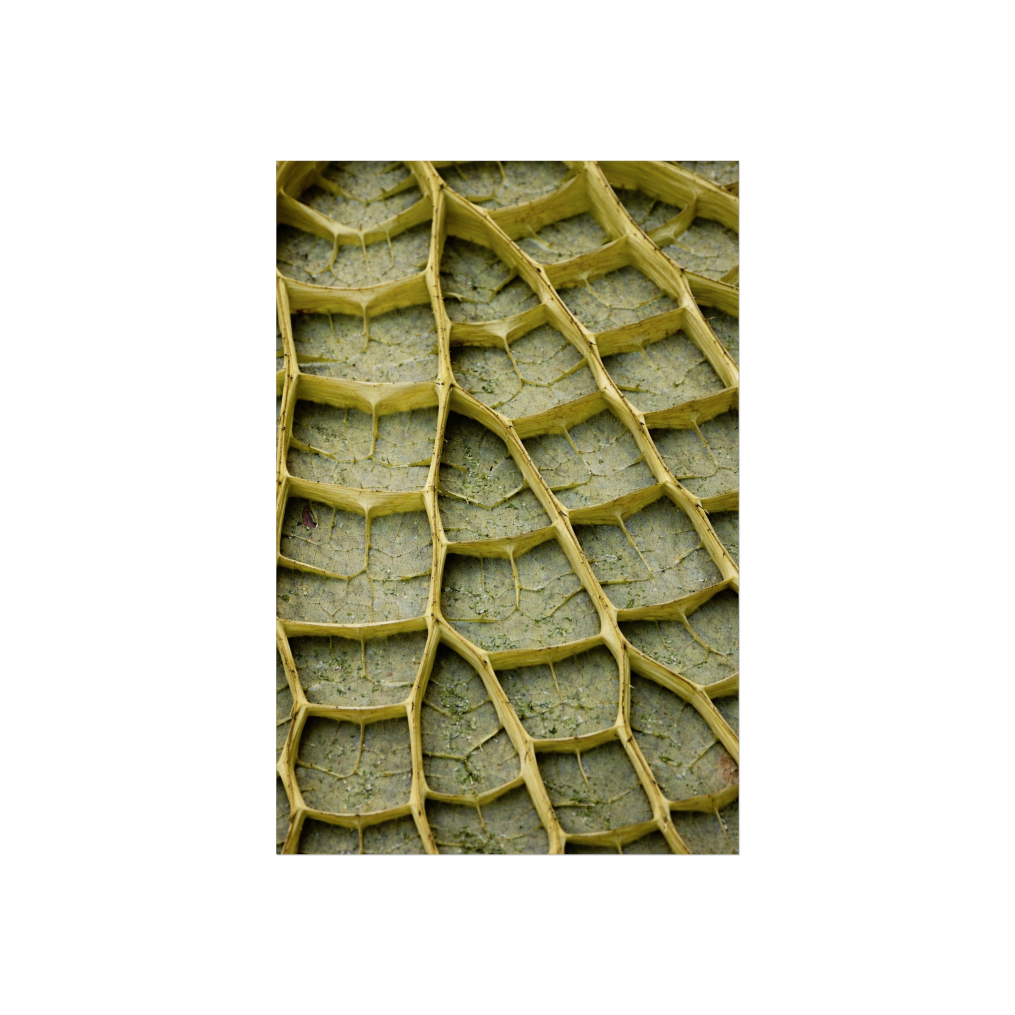 Emerald Lattice — Botanical Macro Fine Art Print - Image 7