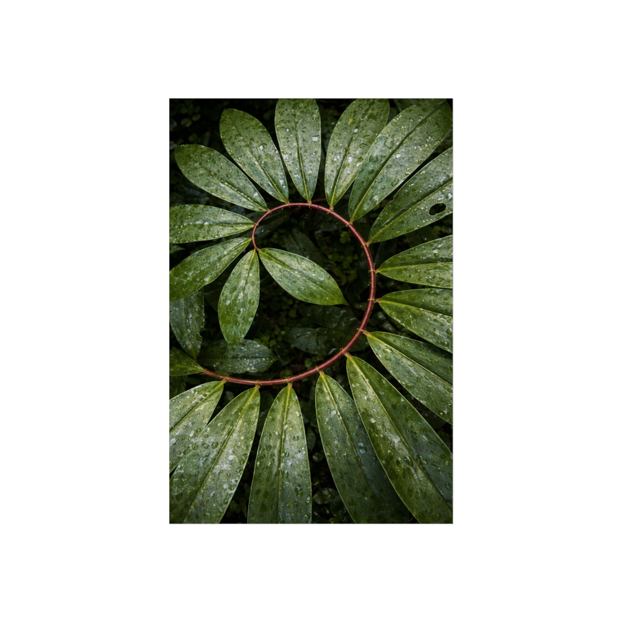 Verdant Halo — Botanical Wreath Fine Art Print