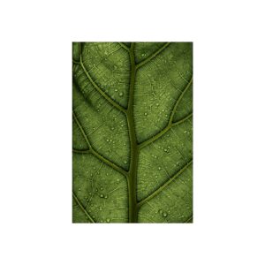 Leaf Anatomy — Botanical Macro Fine Art Print