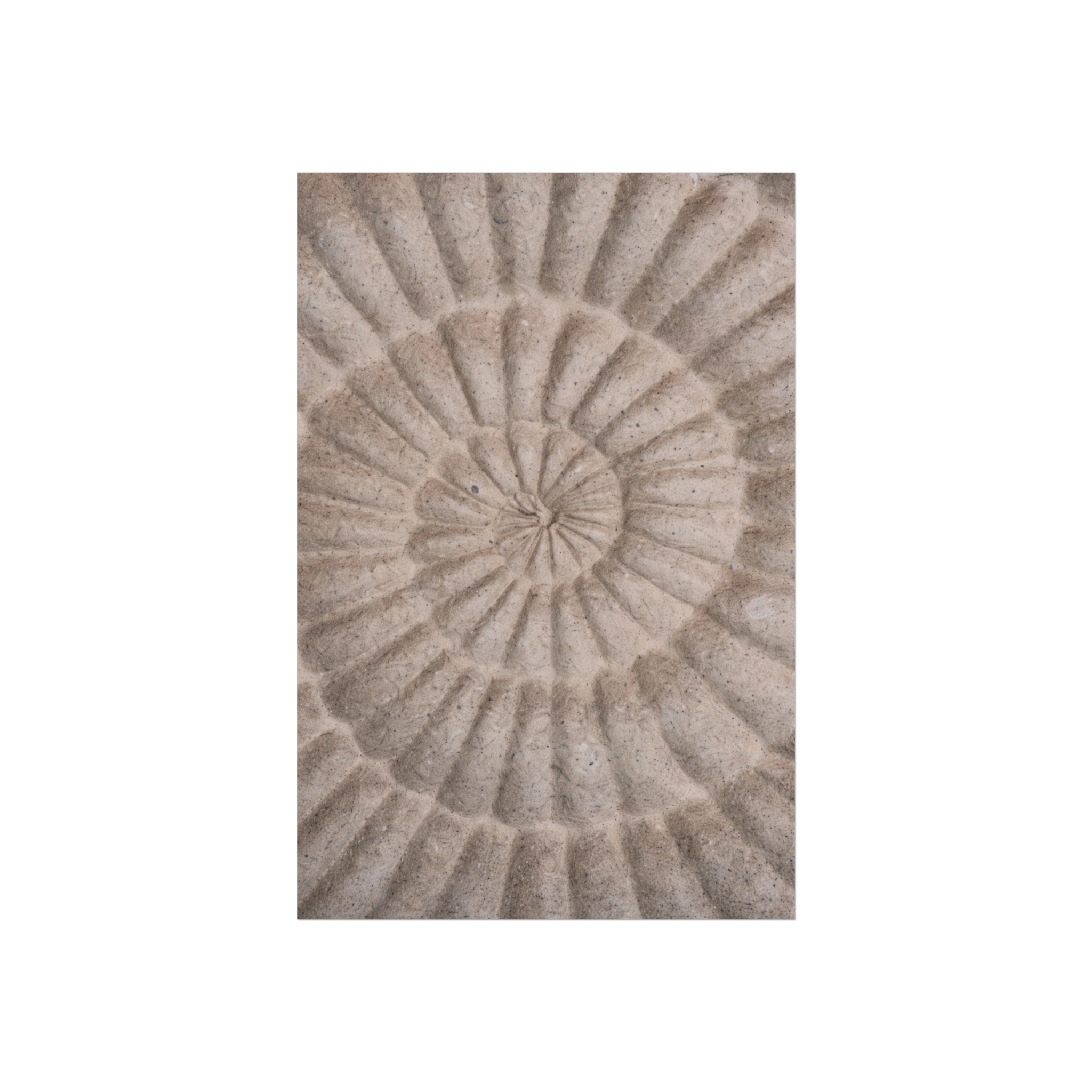 Fibonacci — Nautilus Spiral Fine Art Print