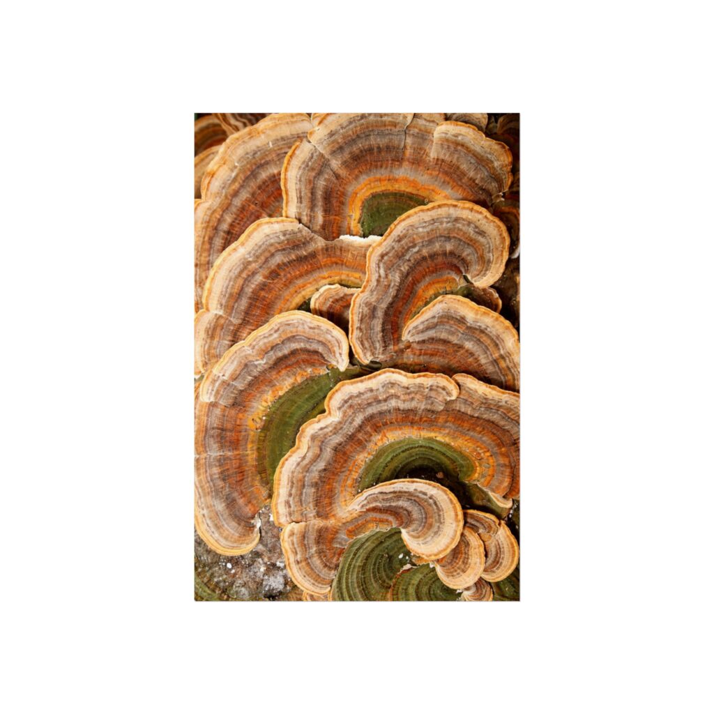 Amber Shelf — Woodland Fungi Fine Art Print