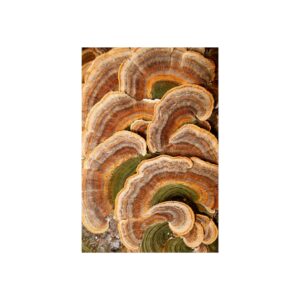Amber Shelf — Woodland Fungi Fine Art Print