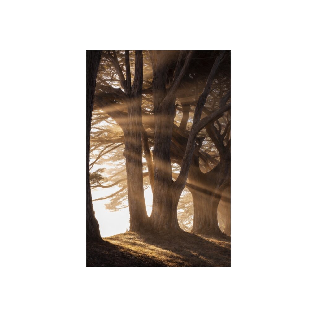 Cathedral Pines — Misty Forest Fine Art Print