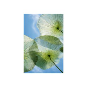 Skylight — Translucent Leaves Fine Art Print