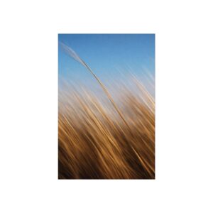 Golden Hour Meadow — Wild Grass Fine Art Print